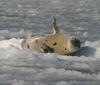 Harp Seal (Phoca groenlandica) - Wiki