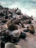 Fur Seals (part of Family: Otariidae) - Wiki