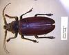 Titan Beetle (Titanus giganteus) - Wiki