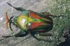 Flamboyant Flower Beetle (Eudicella gralli) - Wiki