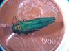 Emerald Ash Borer (Agrilus planipennis) - Wiki