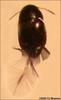 Feather-winged Beetle (Family: Ptiliidae) - Wiki