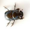 True Dung Beetles (Subfamily: Scarabaeinae) - Wiki