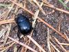 Earth-boring Dung Beetles (Family: Geotrupidae) - Wiki