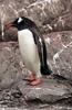 Penguin (Family: Spheniscidae) - Wiki