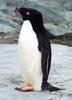 Adelie Penguin (Pygoscelis adeliae) - Wiki