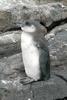 Galapagos Penguin (Spheniscus mendiculus) - Wiki