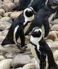 African Penguin (Spheniscus demersus) - Wiki