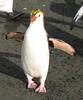 Royal Penguin (Eudyptes schlegeli) - Wiki