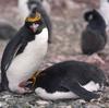Macaroni Penguin (Eudyptes chrysolophus) - Wiki