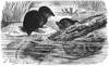 Eurasian Water Shrew (Neomys fodiens) - Wiki