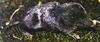 Marsh Shrew (Sorex bendirii) - Wiki