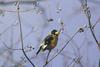 Yellow-billed Grosbeak (Eophona migratoria) - Wiki