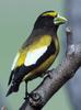 Grosbeak (Order: Passeriformes) - Wiki