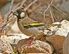Golden-winged Grosbeak (Rhynchostruthus socotranus) - Wiki