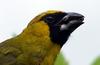 Black-faced Grosbeak (Caryothraustes poliogaster) - Wiki