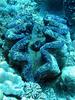 Giant Clam (Tridacna gigas) - Wiki