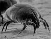 House Dust Mite (Dermatophagoides pteronyssinus) - Wiki