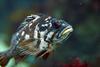 Gopher Rockfish (Sebastes carnatus) - Wiki
