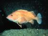Family: Sebastidae (rockfishes, rockcods, thornyheads) - Wiki