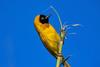 Lesser Masked-weaver (Ploceus intermedius)