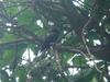 Vieillot's Black Weaver (Ploceus nigerrimus) - Wiki