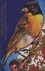 Nelicourvi Weaver (Ploceus nelicourvi) - Wiki