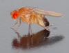 Common Fruit Fly (Drosophila melanogaster) - Wiki