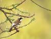 White-browed Sparrow-weaver (Plocepasser mahali) - Wiki