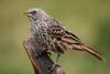 Rufous-tailed Weaver (Histurgops ruficaudus) - Wiki