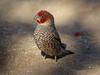 Red-headed Finch (Amadina erythrocephala) - Wiki