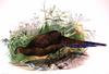 Bronze-tailed Peacock-pheasant (Polyplectron chalcurum) - Wiki
