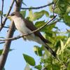 Cuckoo (Family: Cuculidae) - Wiki