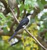 Pied Cuckoo (Clamator jacobinus) - Wiki