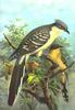 Great Spotted Cuckoo (Clamator glandarius) - Wiki