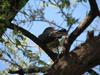 African Cuckoo (Cuculus gularis) - Wiki