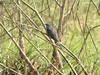 Plaintive Cuckoo (Cacomantis merulinus) - Wiki