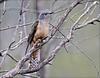 Brush Cuckoo (Cacomantis variolosus) - Wiki