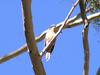 Fan-tailed Cuckoo (Cacomantis flabelliformis) - Wiki