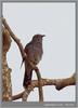 Grey-bellied Cuckoo (Cacomantis passerinus) - Wiki