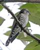 Little Bronze-Cuckoo (Chrysococcyx minutillus) - Wiki