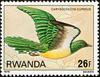 African Emerald Cuckoo (Chrysococcyx cupreus) - Wiki