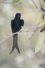 Asian Drongo-cuckoo (Surniculus lugubris) - Wiki