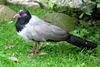 Ground-cuckoo (Family: Cuculidae)