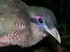 Sumatran Ground-cuckoo (Carpococcyx viridis) - Wiki