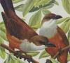Chestnut-bellied Cuckoo (Hyetornis pluvialis) - Wiki