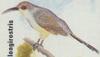 Hispaniolan Lizard-cuckoo (Saurothera longirostris) - Wiki