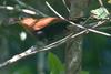 Black-bellied Cuckoo (Piaya melanogaster) - Wiki