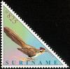 Striped Cuckoo (Tapera naevia) - Wiki