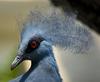 Western Crowned Pigeon (Goura cristata) - Wiki